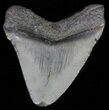 Juvenile Megalodon Tooth #62148-1